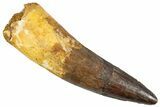 Huge Fossil Spinosaurus Tooth - Composite Tip #255498-1
